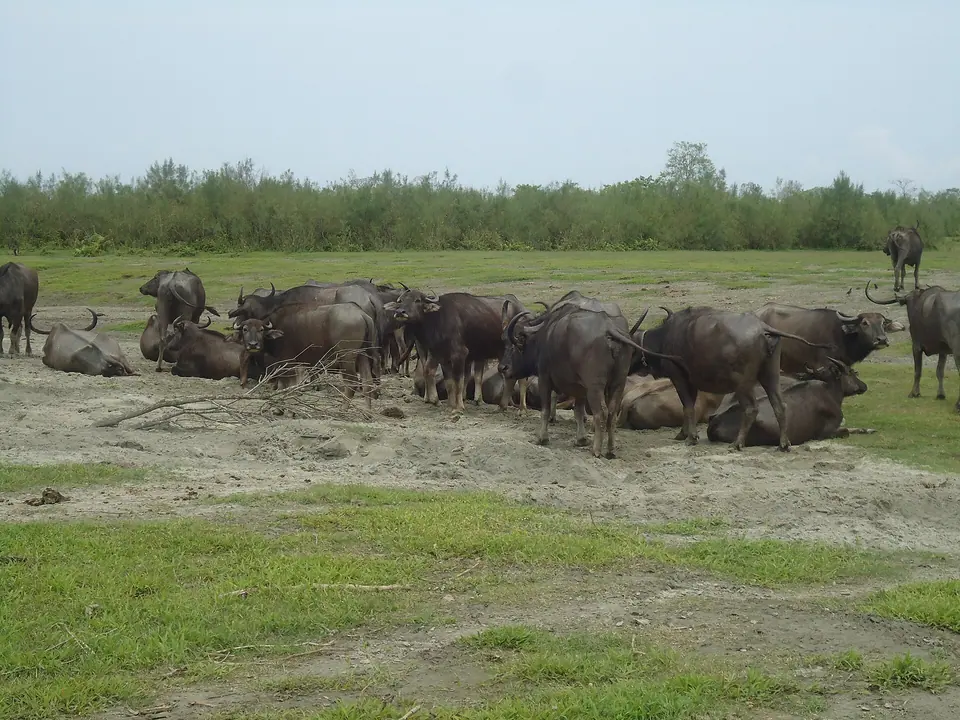 A herd of water buffalo resting on a grassy river bank at Dibru-Saikhowa National Park