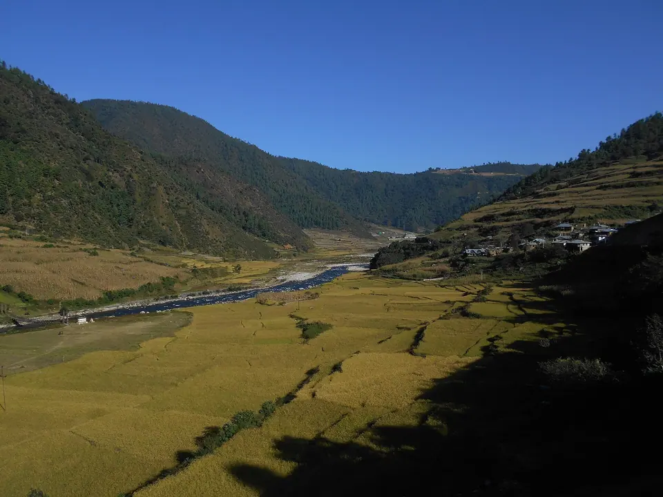 Golden terraced fields along the Dirang river valley between forested slopes, West Kameng