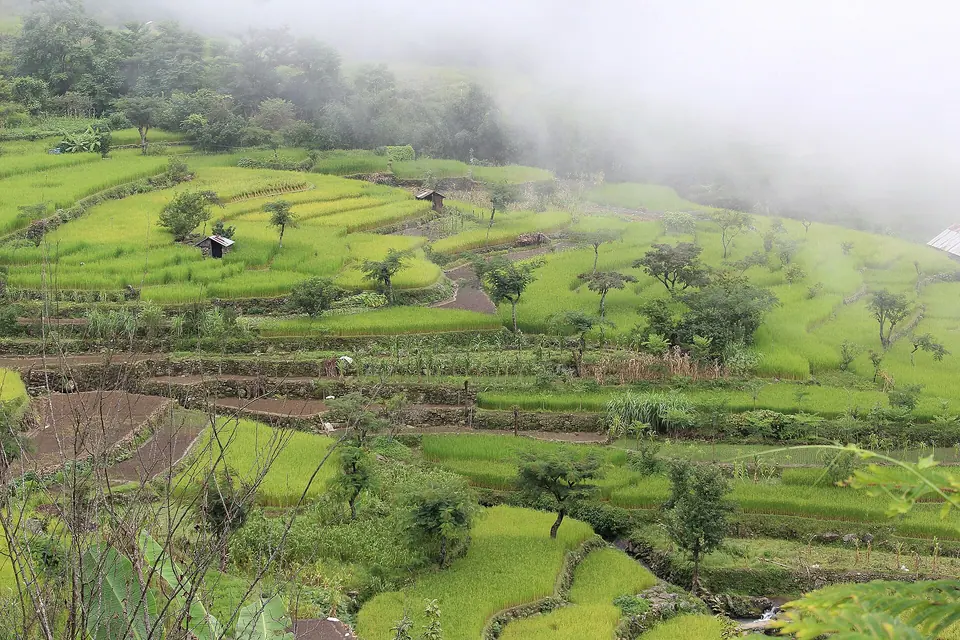 Green terraced paddy fields stepping down a misty hillside at Khonoma green village, Nagaland