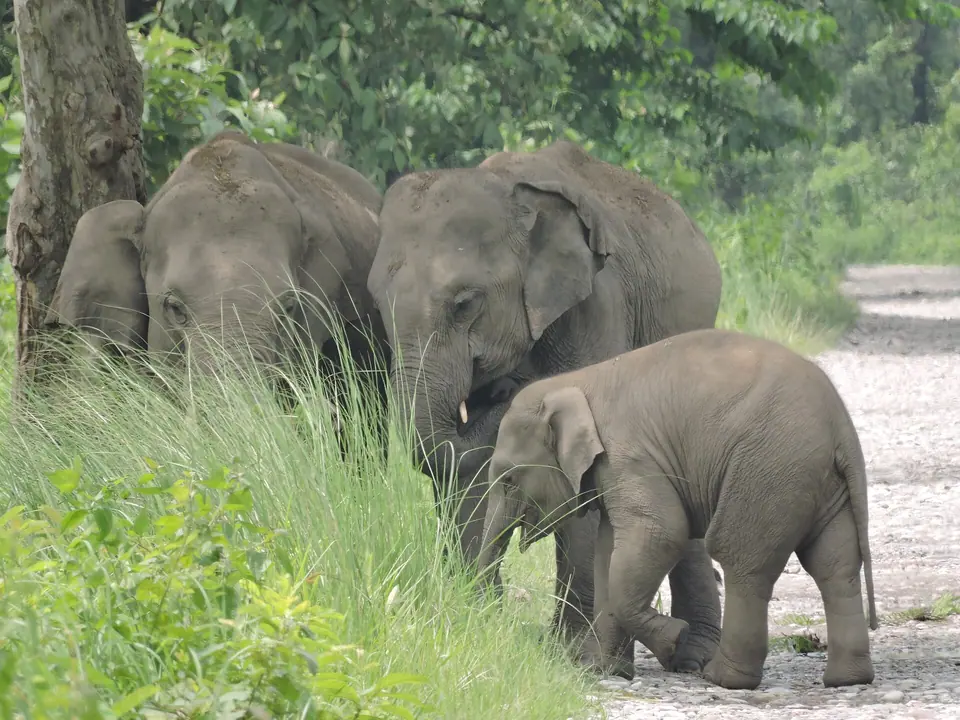 A family of wild elephants with a calf feeding at the edge of a forest track in Manas