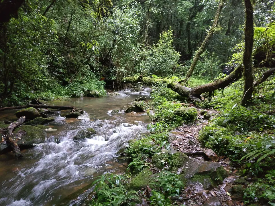 A clear stream running over rocks through the dense, mossy Mawphlang sacred forest