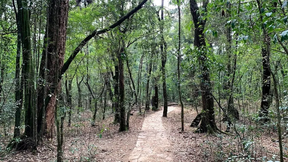 A leaf-strewn footpath winding between tall trees inside the Mawphlang sacred grove
