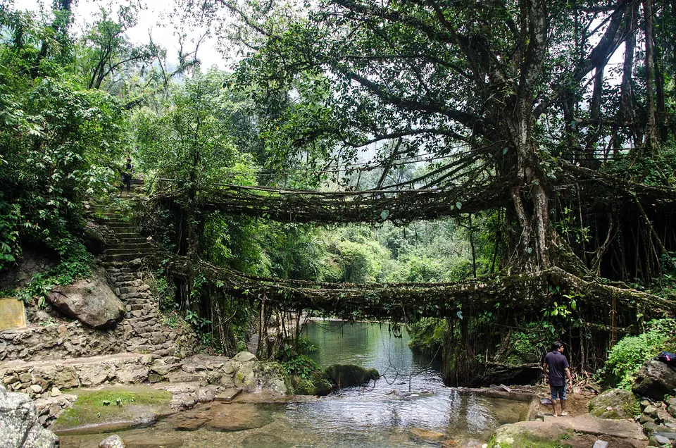 Rubber-tree roots woven into two stacked bridges over a rocky stream at Nongriat village