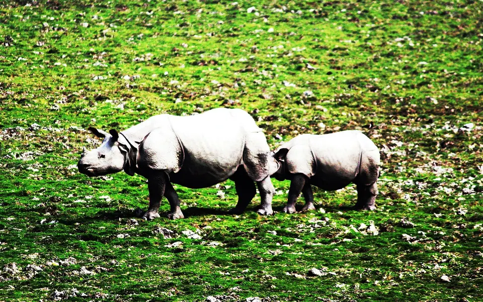 A one-horned rhino and her calf grazing side by side on a green meadow at Pobitora