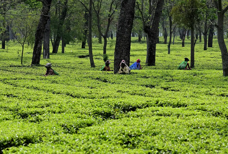 Tea pluckers working between flat-topped tea bushes under tall shade trees on an Assam estate