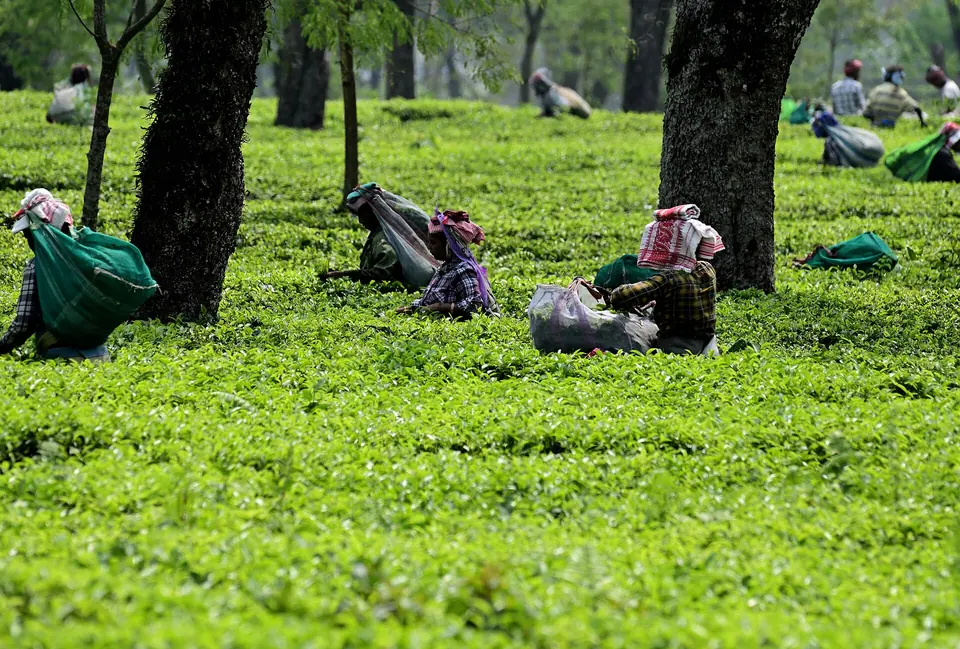Workers with cloth bags plucking leaves in a bright green Assam tea garden