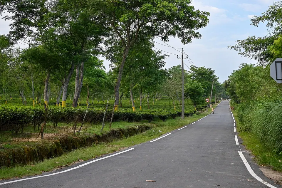 A quiet road running between tea bushes and shade trees at Sensuwa Tea Estate, Jorhat