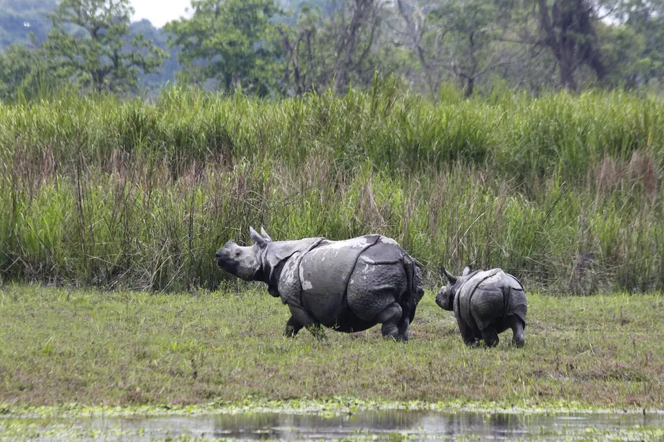 A one-horned rhino and her calf crossing a marsh in front of tall elephant grass, Kaziranga