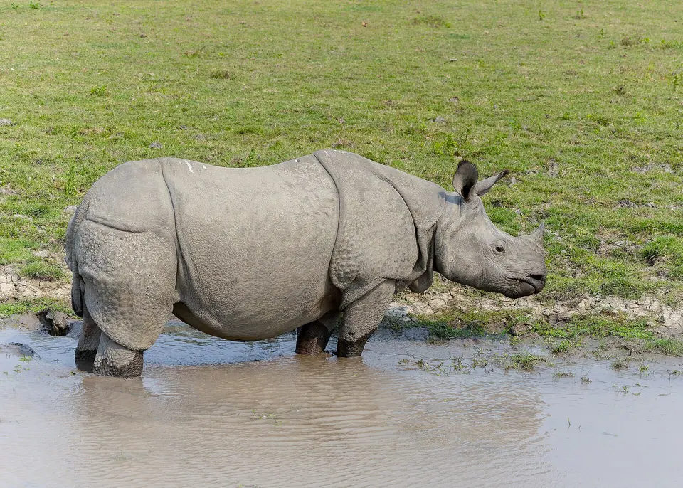 A greater one-horned rhinoceros standing in a muddy wallow in Kaziranga National Park, Assam