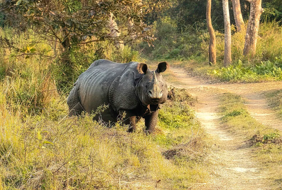 Close view of an Indian rhinoceros grazing, showing its single horn and armour-like skin folds