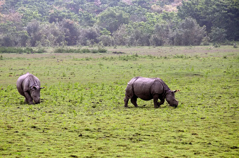 Two one-horned rhinos grazing on open grassland in the Western (Bagori) range of Kaziranga
