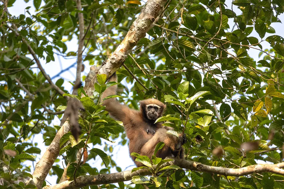 A pale female western hoolock gibbon in the canopy of Hollongapar Gibbon Sanctuary near Jorhat