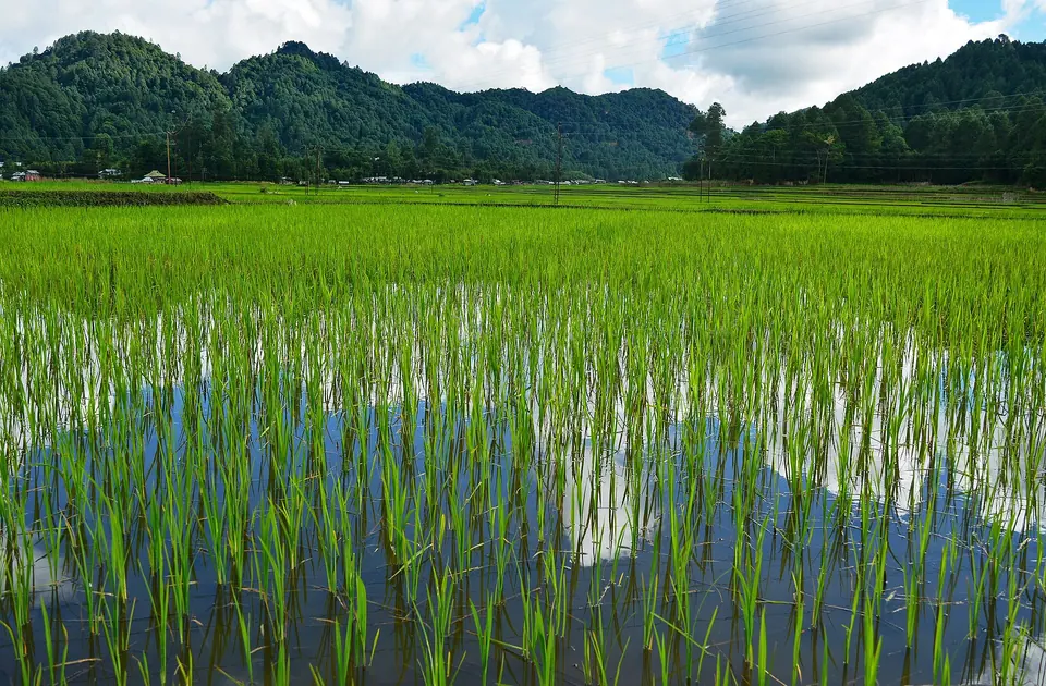 Young rice shoots in a flooded Apatani paddy field reflecting the sky, Ziro valley