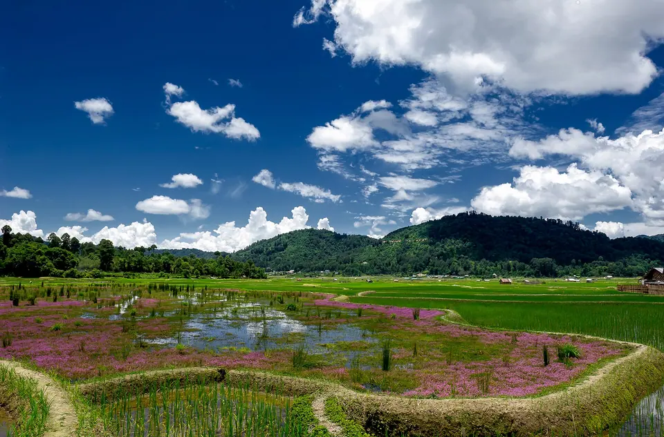 Pink flowers on the bunds of a flooded rice field under a blue sky in Ziro valley